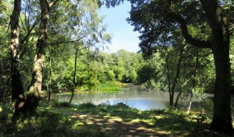 <p>Epping Forest - <a href='/triptoids/epping-forest'>Click here for more information</a></p>
